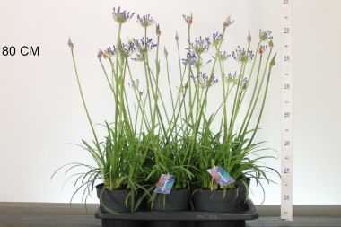 Szerelemvirág kék AGAPANTHUS BRILIANTE BLUE 50/60 CS17