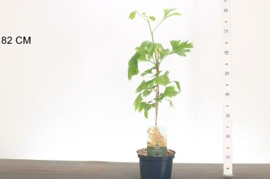 páfrányfenyő   GINKGO BILOBA 40/50 K2,5
