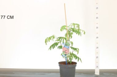Selyemakác   ALBIZIA JULIBRISSIN OMBRELLA 40/50 CS19