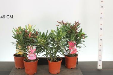 Leander NERIUM OLEANDER FAJTÁK CS14