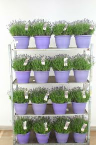 Levendula   LAVANDULA ANGUSTIFOLIA ESENCE PURPLE CS29