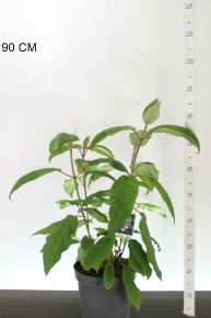 Kerti hortenzia    HYDRANGEA ASPERA MACROPHYLLA 50/60 K7,5
