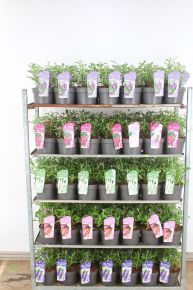 Nyári orgona BUDDLEJA DAVIDII FAJTÁK K3