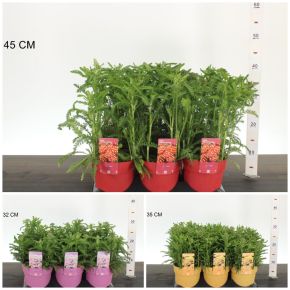 Közönséges cickafark   ACHILLEA MILLEFOLIUM CS15