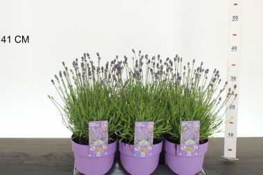 Levendula   LAVANDULA ANGUSTIFOLIA ESENCE PURPLE CS15