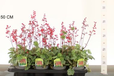 Tűzeső   HEUCHERA FAJTÁK CS12
