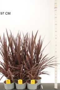 Bíbor bunkóliliom  CORDYLINE AUSTRALIS RED STAR 50/60 K2,5