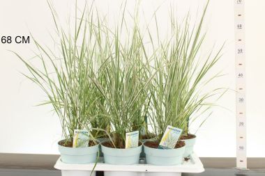 Náditippan CALAMAGROSTIS ACUTIFLORA OVERDAM CS17