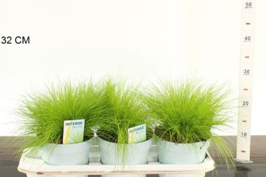 Gyepes sédbúza DESCHAMPSIA FELUOSA AMILIME CS17