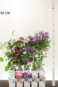 Iszalag     CLEMATIS EVISON 65/70 CS15