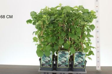 Kúszó hortenzia    HYDRANGEA ANOMALA PETIOLARIS 40CM K2