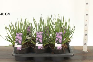 Díszhagyma  ALLIUM MILLENNIUM K2