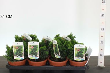 Hinoki hamisciprus  CHAMAECYPARIS OBTUSA NANA GRACILIS CS14
