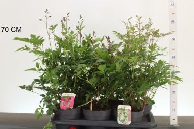 TOLLBUGA  ASTILBE FAJTÁK CS17