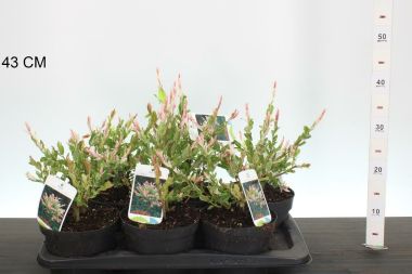 Tarkalevelű japán fűz SALIX INTEGRA HAKURO-NISHIKI K2