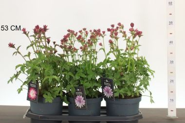 Völgycsillag  ASTRANTIA FAJTÁK CS19