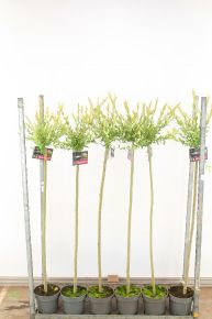 Tarkalevelű japán fűz   SALIX INTEGRA HAKURO-NISHIKI T120 K5