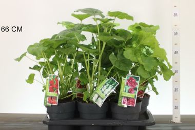 Kerti mályvarózsa ALCEA CHARTERS K2,5