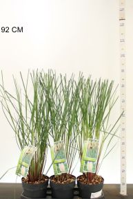 Pampafű CORTADERIA EVITA 70/80 K3,5