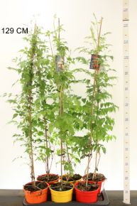 Trombitafolyondár CAMPSIS RADICANS 110CM CS17