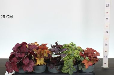 Tűzeső  HEUCHERA FAJTÁK CS12