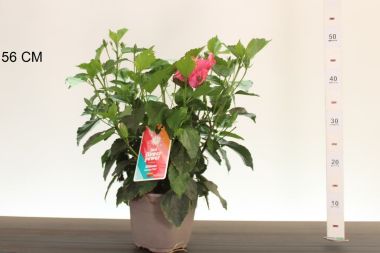 Kínai hibiszkusz    HIBISCUS ROSA SINENSIS CS19