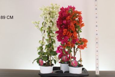 Murvafürt  BOUGAINVILLEA CALIFORNIANA MIX CS17