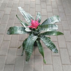 Csíkolt lándzsarózsa  AECHMEA FASCIATA PRIMERA CS12