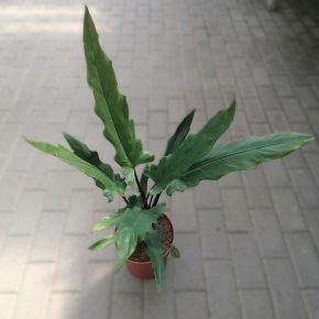 Alokázia, elefántfül  ALOCASIA LAUTERBACHIANA CS19