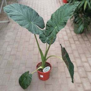Alokázia, elefántfül  ALOCASIA REGAL SHIELDS CS21