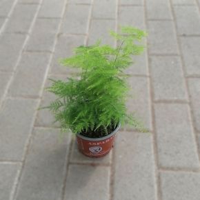 Aszparágusz ASPARAGUS SETACEUS CS12