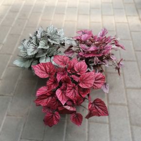 Levélbegónia  BEGONIA BELEAF MIX CS12