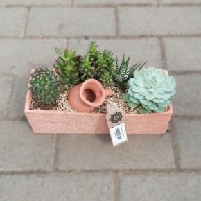 Kaktuszok vegyesen CACTUS FAJTÁK ÖSSZEÜLTETVE CS23