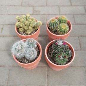 Kaktuszok vegyesen CACTUS FAJTÁK CS13