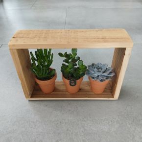 Kaktuszok vegyesen CACTUS FAJTÁK CS28