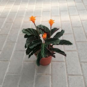 Zebralevél CALATHEA CROCATA CS14