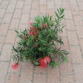 Kefevirág CALLISTEMON CITRINUS SPLENDENS CS16