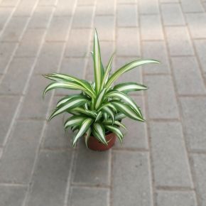 Csokrosinda  CHLOROPHYTUM COMOSUM VARIEGATUM CS12