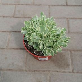 Pozsgafa CRASSULA OVATA CS15