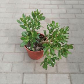 Pozsgafa CRASSULA OVATA CS21