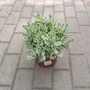 Pozsgafa CRASSULA OVATA CS17