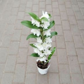 Vesszőskosbor  DENDROBIUM NOBILEE STAR CLASS APOLLO CS12
