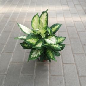 Buzogányvirág DIEFFENBACHIA CAMILLA CS12
