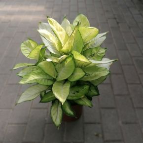 Buzogányvirág DIEFFENBACHIA SUMMER CS19