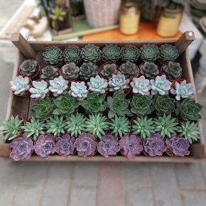 Fás kövirózsa  ECHEVERIA FAJTÁK CS10,5