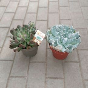 Fás kövirózsa  ECHEVERIA FAJTÁK CS14