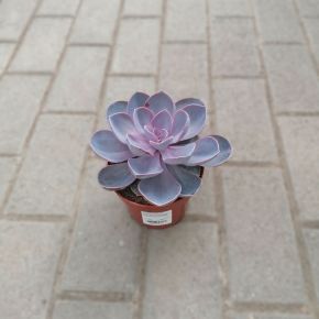 Fás kövirózsa  ECHEVERIA FAJTÁK CS12