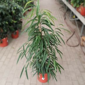 Fűzlevelű fikusz  FICUS BINNENDIIJKII ALII CS27