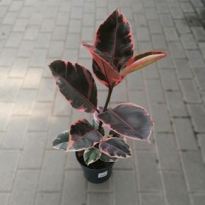 Nagylevelű fikusz  FICUS ELASTICA BELIZE CS17