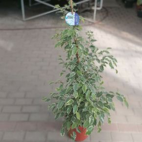 Kislevelű fikusz FICUS BENJAMINA GOLDEN KING CS27